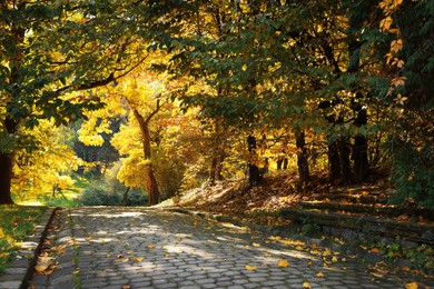 Pathway, fallen leaves and trees in beautiful park on autumn day Photo of Pathway, fallen leaves and trees in beautiful park on autumn day