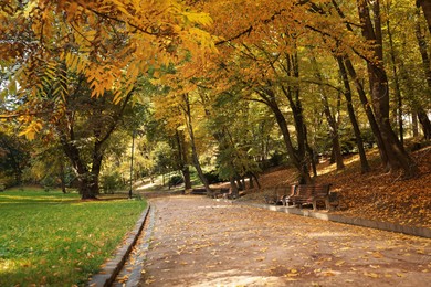 Pathway, benches, fallen leaves and trees in beautiful park on autumn day Photo of Pathway, benches, fallen leaves and trees in beautiful park on autumn day