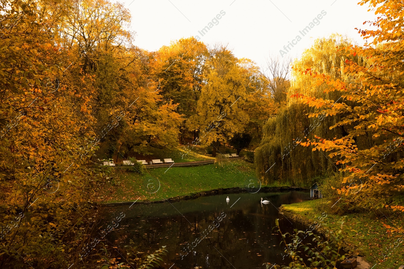 Beautiful swans in lake and yellowed trees in park Photo of Beautiful swans in lake and yellowed trees in park