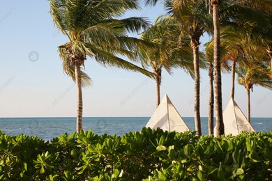 Beautiful palm trees with green leaves near sea Photo of Beautiful palm trees with green leaves near sea