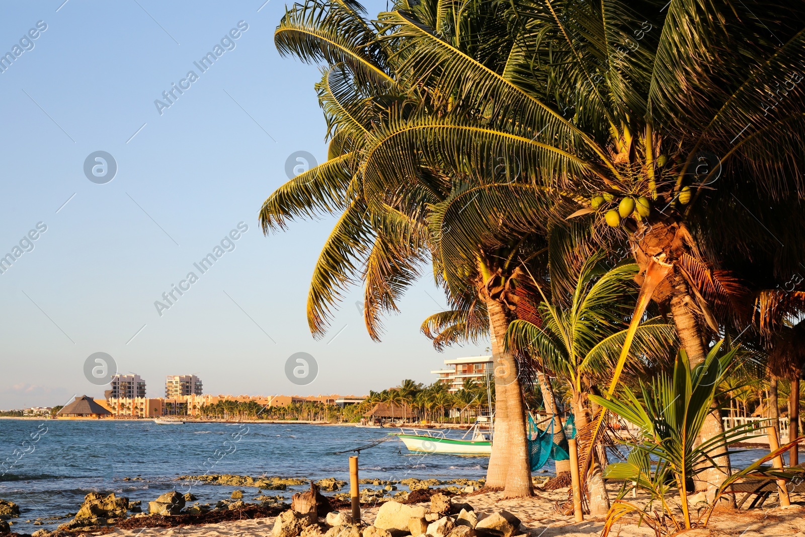 Picturesque view of sea coast and palm trees on sunny day Photo of Picturesque view of sea coast and palm trees on sunny day