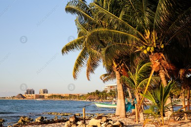 Picturesque view of sea coast and palm trees on sunny day Photo of Picturesque view of sea coast and palm trees on sunny day