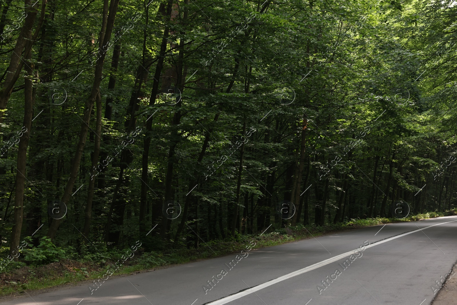 Asphalt road near trees in forest on summer day Photo of Asphalt road near trees in forest on summer day