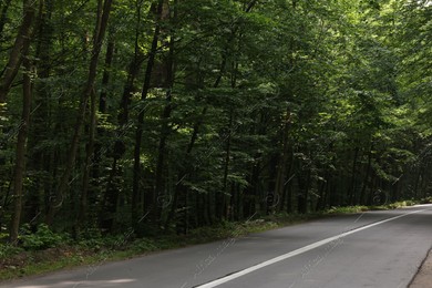 Asphalt road near trees in forest on summer day Photo of Asphalt road near trees in forest on summer day