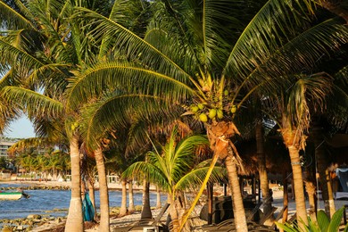 Picturesque view of palm trees and sea coast on sunny day Photo of Picturesque view of palm trees and sea coast on sunny day