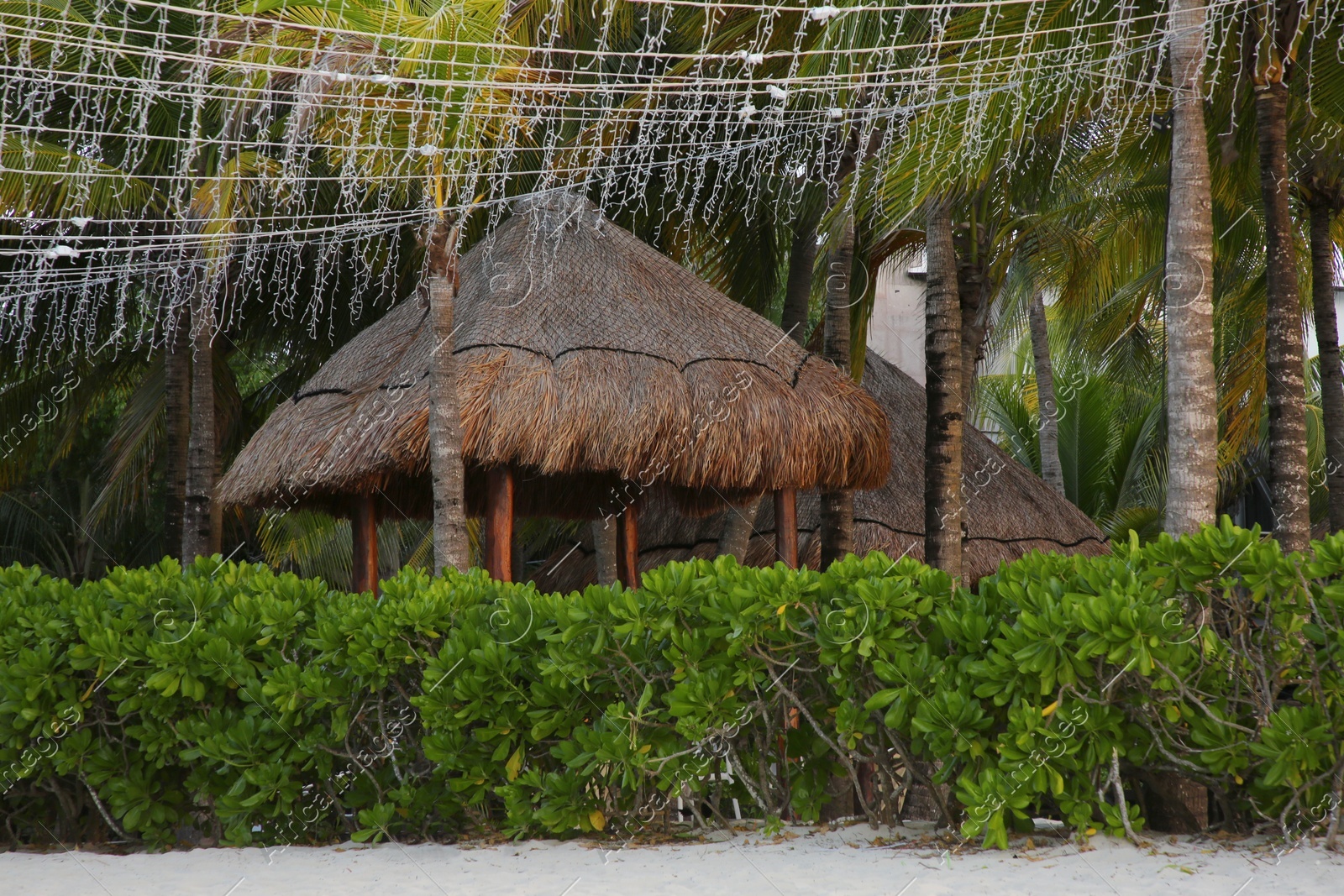 Beautiful green shrubs and palm trees near straw canopies on sandy beach Photo of Beautiful green shrubs and palm trees near straw canopies on sandy beach