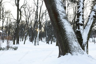 Sunbeams shining through trees in snowy park Photo of Sunbeams shining through trees in snowy park