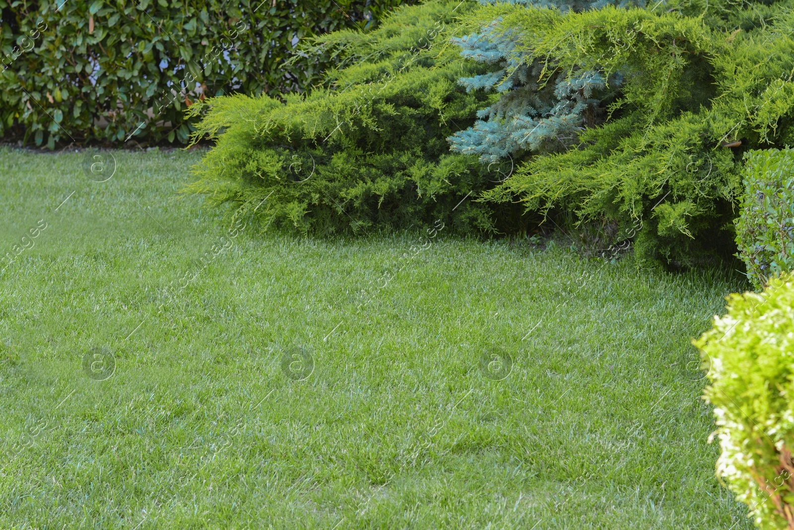 Green lawn with fresh grass, bushes and coniferous trees outdoors on spring day Photo of Green lawn with fresh grass, bushes and coniferous trees outdoors on spring day