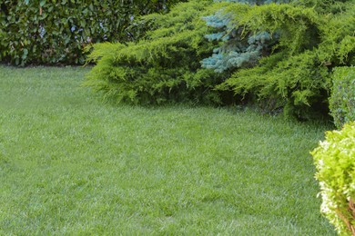 Green lawn with fresh grass, bushes and coniferous trees outdoors on spring day Photo of Green lawn with fresh grass, bushes and coniferous trees outdoors on spring day