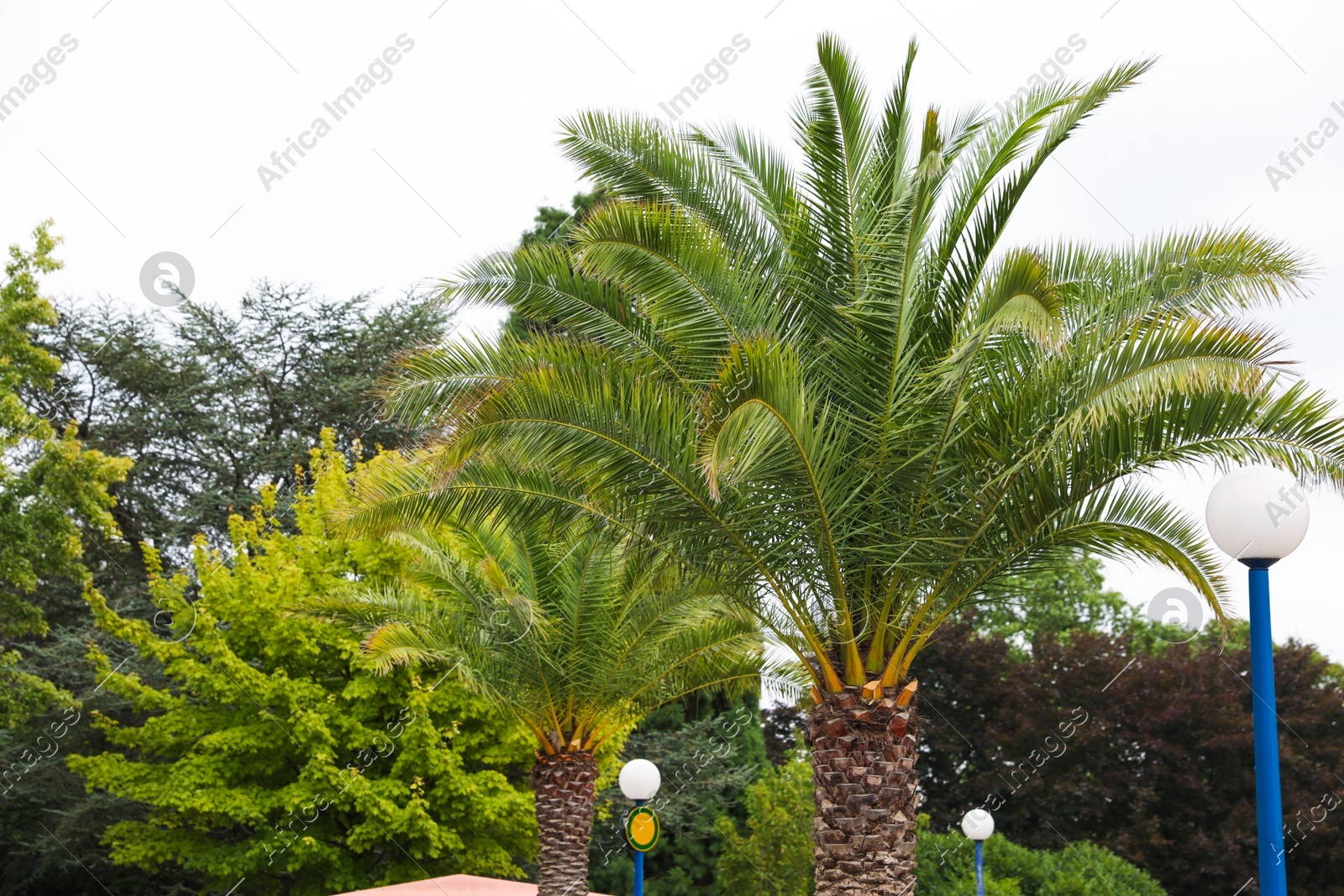 Beautiful palms and green trees in park Photo of Beautiful palms and green trees in park