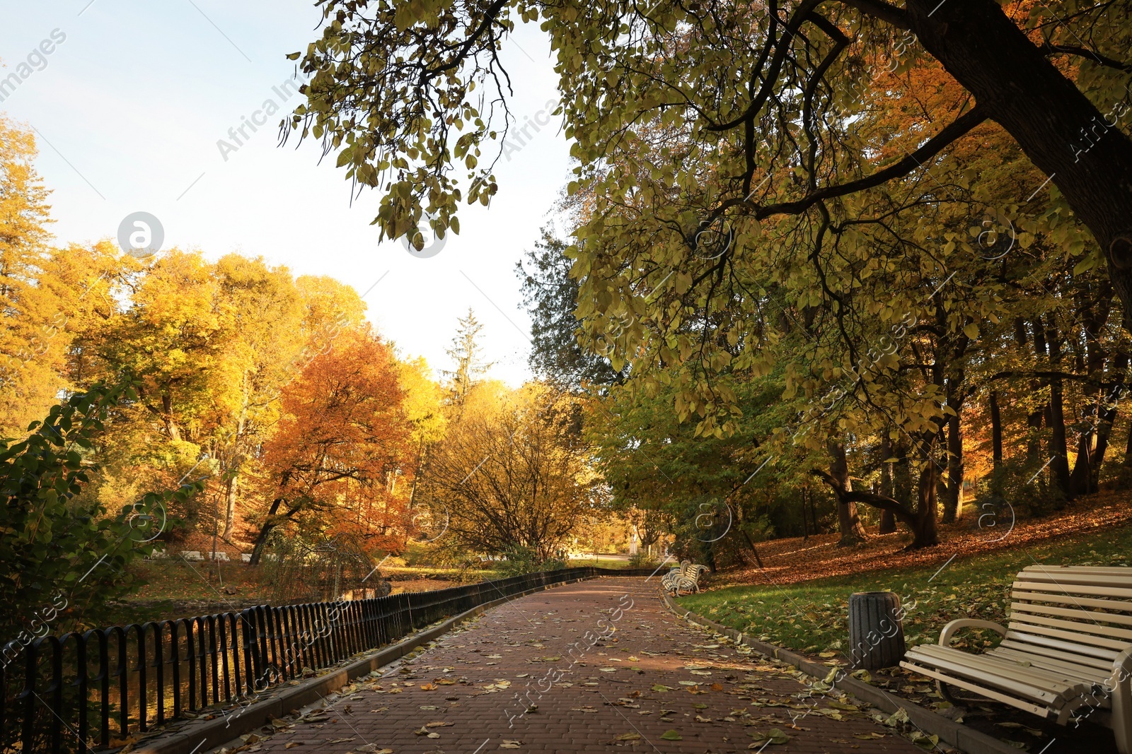 Beautiful yellowed trees and paved pathway in park on sunny day Photo of Beautiful yellowed trees and paved pathway in park on sunny day