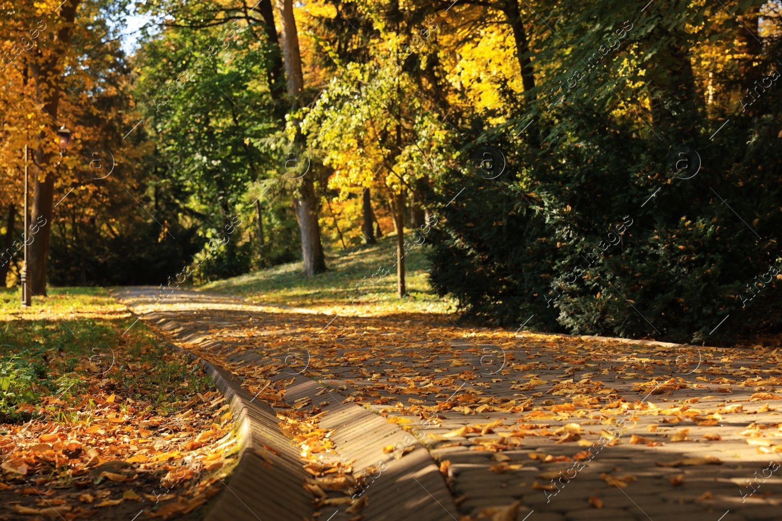Pathway, fallen leaves and trees in beautiful park on autumn day Photo of Pathway, fallen leaves and trees in beautiful park on autumn day