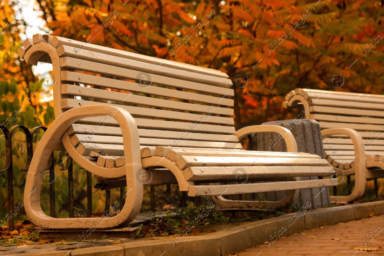 Beige wooden bench and yellowed trees in park Photo of Beige wooden bench and yellowed trees in park