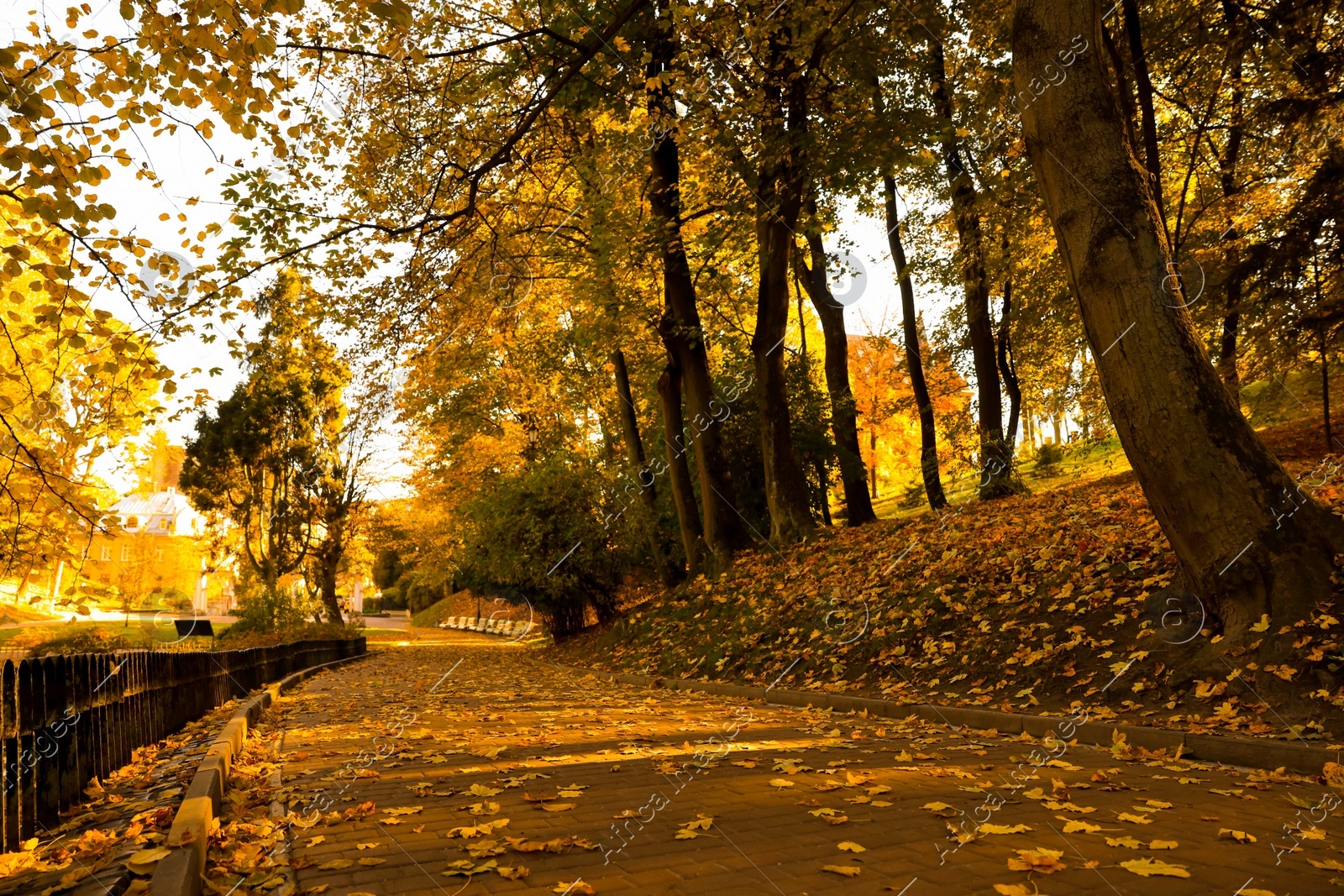 Beautiful yellowed trees and paved pathway in park Photo of Beautiful yellowed trees and paved pathway in park
