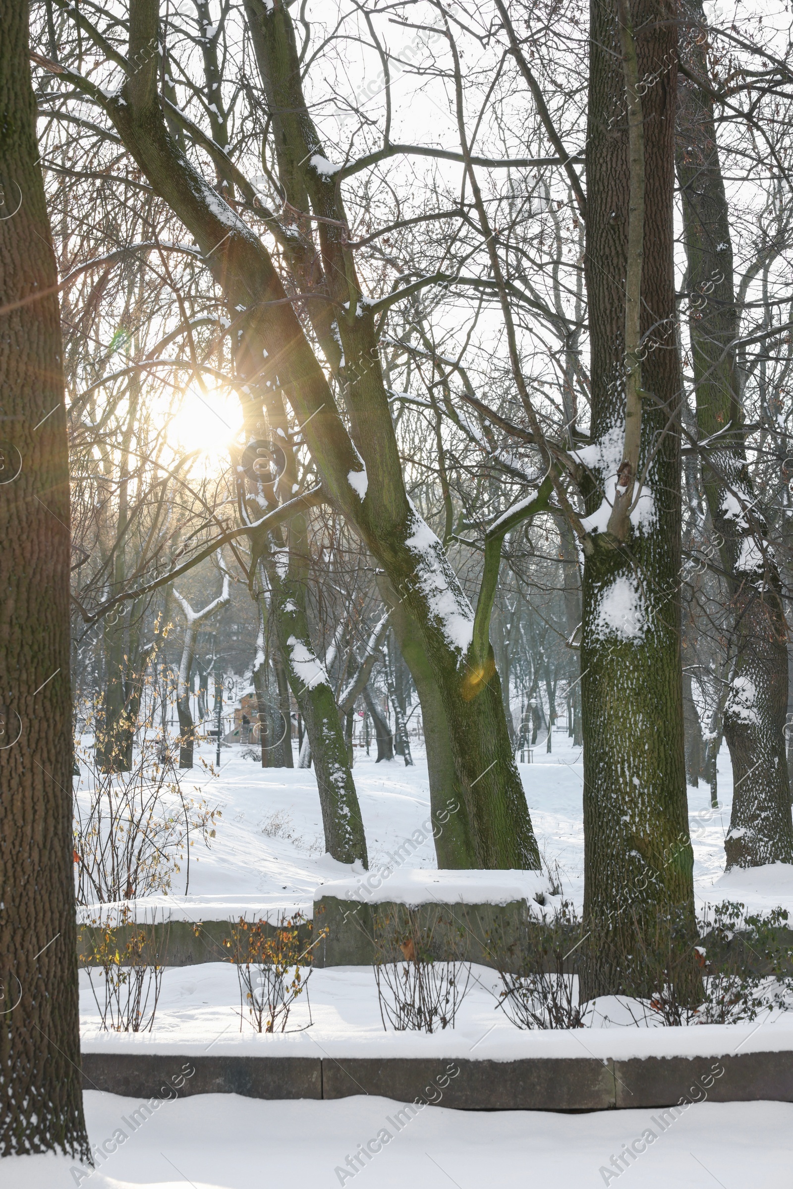 Sunbeams shining through trees in snowy park Photo of Sunbeams shining through trees in snowy park