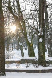 Sunbeams shining through trees in snowy park Photo of Sunbeams shining through trees in snowy park