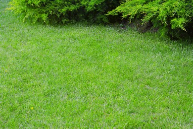 Green lawn with fresh grass and coniferous trees outdoors on spring day Photo of Green lawn with fresh grass and coniferous trees outdoors on spring day
