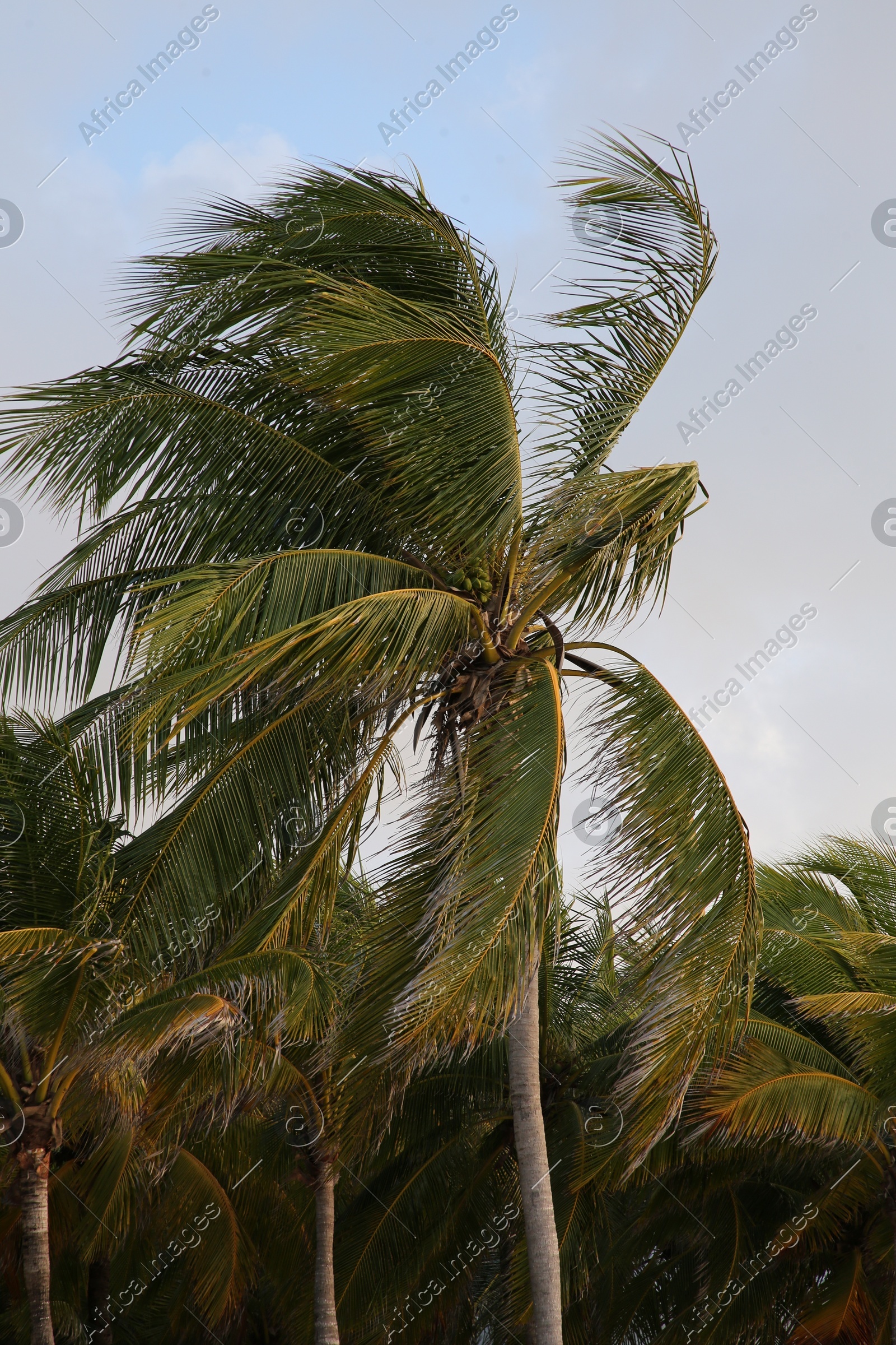 Beautiful palm trees with green leaves under clear sky Photo of Beautiful palm trees with green leaves under clear sky