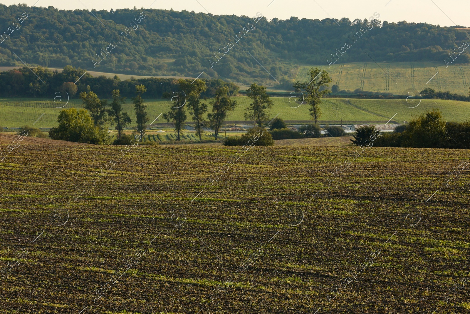 Beautiful view of agricultural field and trees outdoors Photo of Beautiful view of agricultural field and trees outdoors