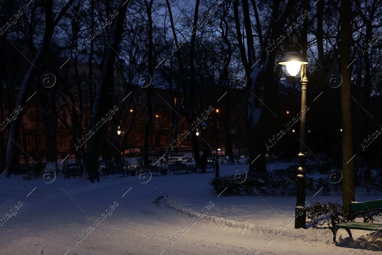 Trees, street lamp and pathway covered with snow in evening park Photo of Trees, street lamp and pathway covered with snow in evening park