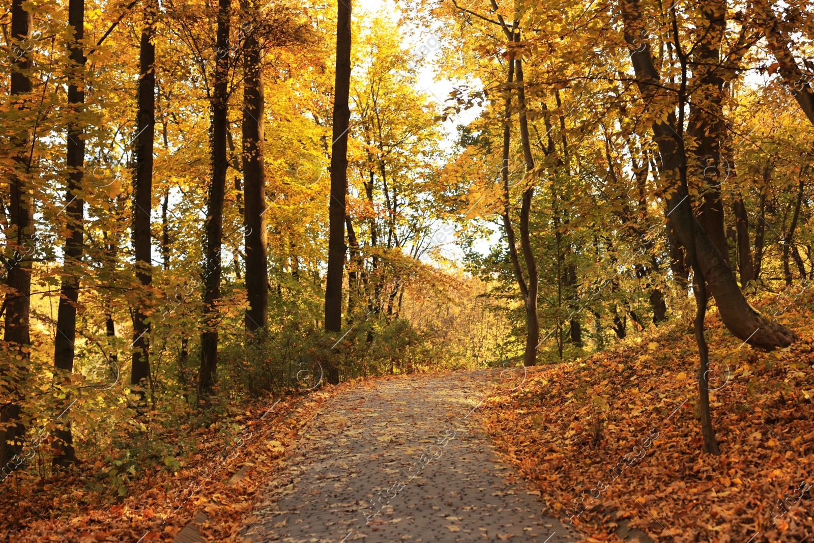Beautiful yellowed trees and paved pathway in park Photo of Beautiful yellowed trees and paved pathway in park