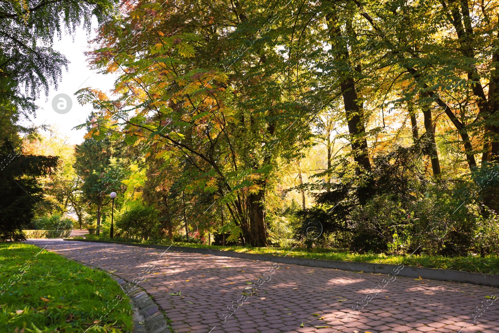Pathway, fallen leaves and trees in beautiful park on autumn day Photo of Pathway, fallen leaves and trees in beautiful park on autumn day