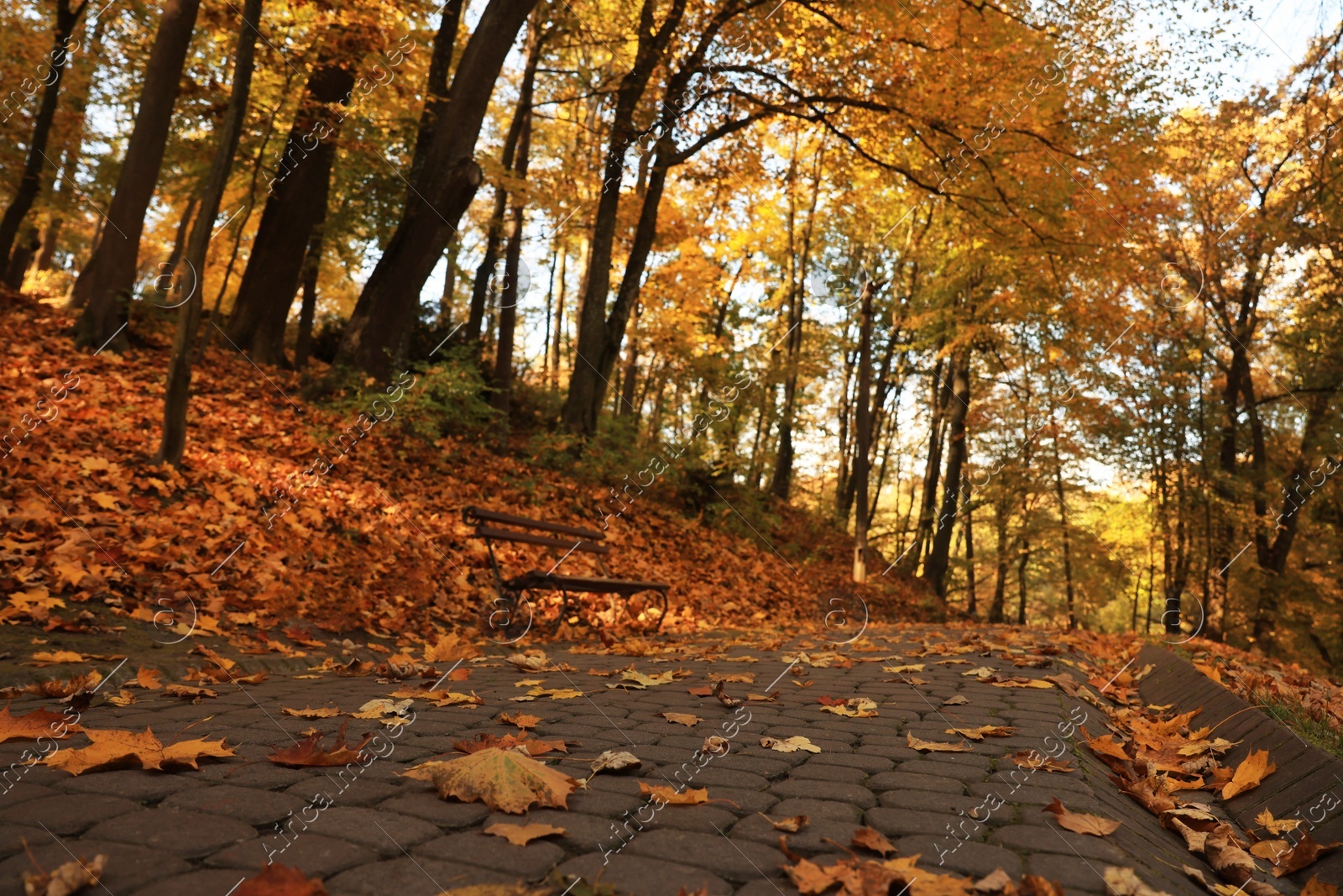 Beautiful yellowed trees and paved pathway in park Photo of Beautiful yellowed trees and paved pathway in park