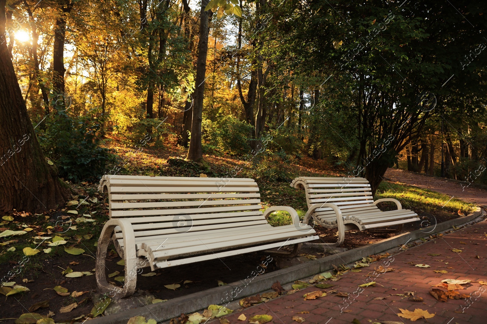 Beige wooden benches and yellowed trees in park Photo of Beige wooden benches and yellowed trees in park