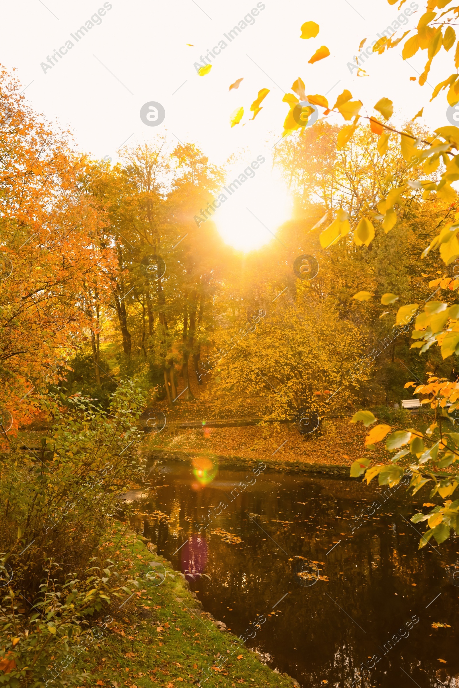 Beautiful yellowed trees and lake in park on sunny day Photo of Beautiful yellowed trees and lake in park on sunny day