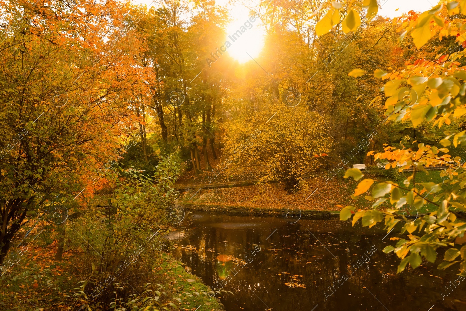 Beautiful yellowed trees and lake in park on sunny day Photo of Beautiful yellowed trees and lake in park on sunny day