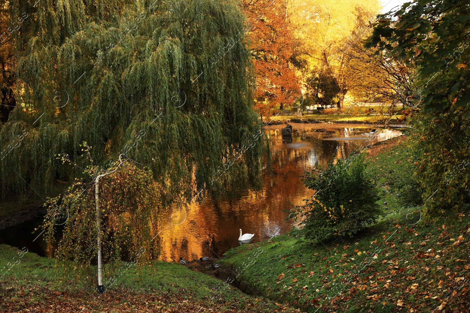 Beautiful yellowed trees and lake in park on sunny day Photo of Beautiful yellowed trees and lake in park on sunny day
