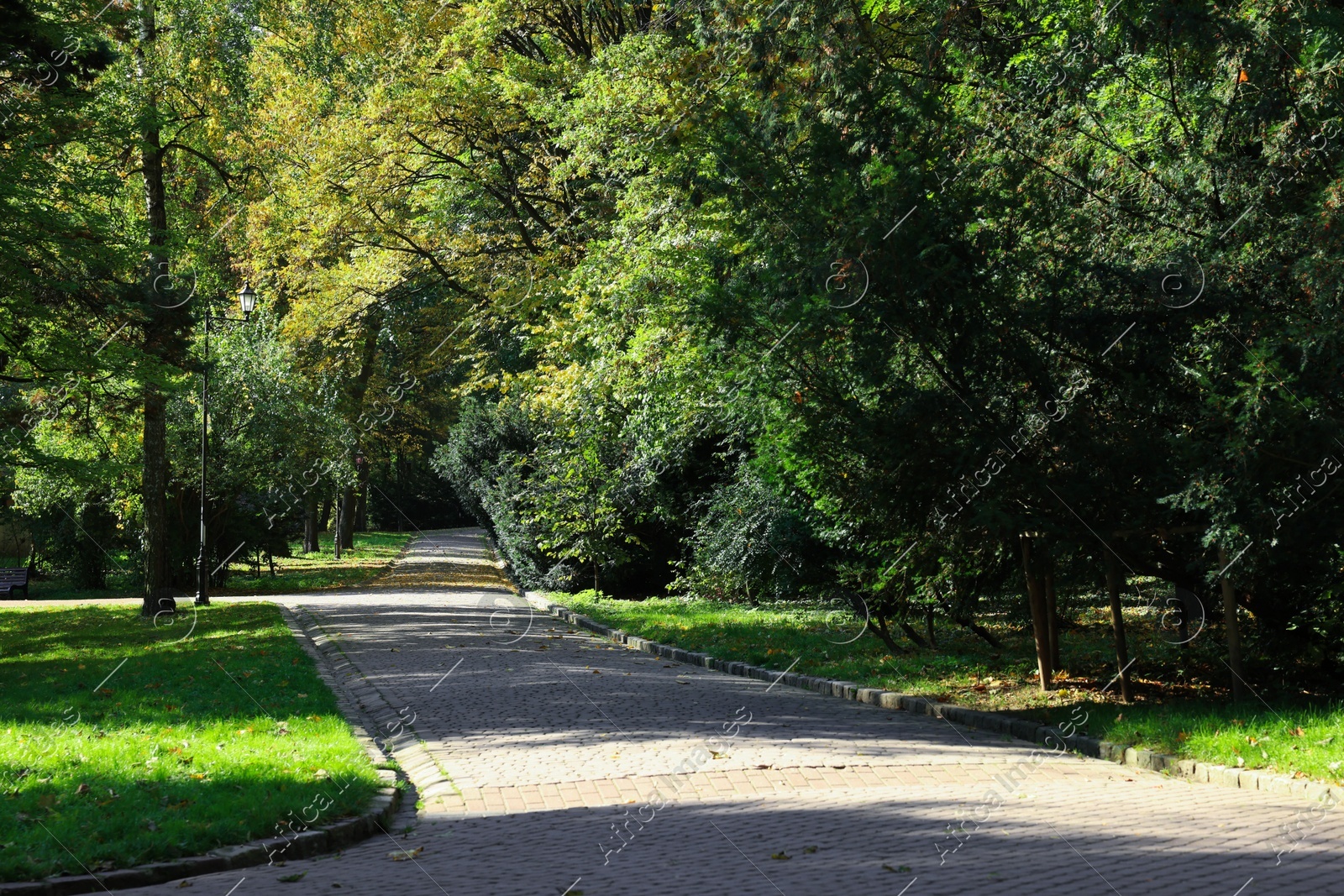 Pathway, fallen leaves and trees in beautiful park on autumn day Photo of Pathway, fallen leaves and trees in beautiful park on autumn day