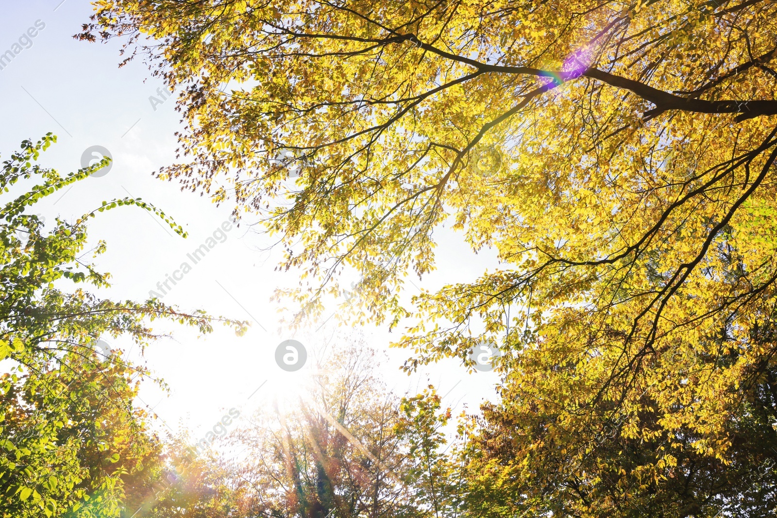 Beautiful trees with bright autumn leaves under blue sky outdoors Photo of Beautiful trees with bright autumn leaves under blue sky outdoors