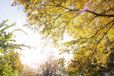 Beautiful trees with bright autumn leaves under blue sky outdoors Photo of Beautiful trees with bright autumn leaves under blue sky outdoors