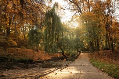 Beautiful yellowed trees and fallen leaves in park on sunny day Photo of Beautiful yellowed trees and fallen leaves in park on sunny day