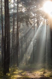 Majestic view of forest with sunbeams shining through trees in morning Photo of Majestic view of forest with sunbeams shining through trees in morning
