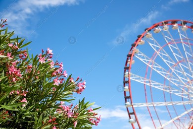 Beautiful blooming rhododendrons and blurred Ferris wheel on background Photo of Beautiful blooming rhododendrons and blurred Ferris wheel on background