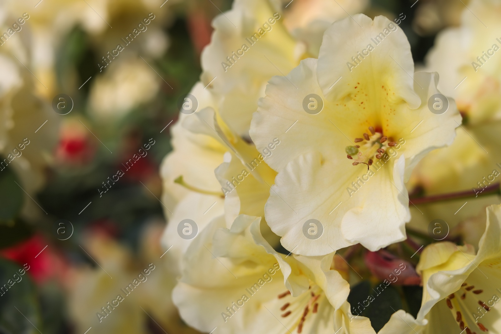 Rhododendron plant with beautiful white flowers outdoors, closeup view Photo of Rhododendron plant with beautiful white flowers outdoors, closeup view
