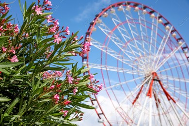 Beautiful blooming rhododendrons and blurred Ferris wheel on background Photo of Beautiful blooming rhododendrons and blurred Ferris wheel on background