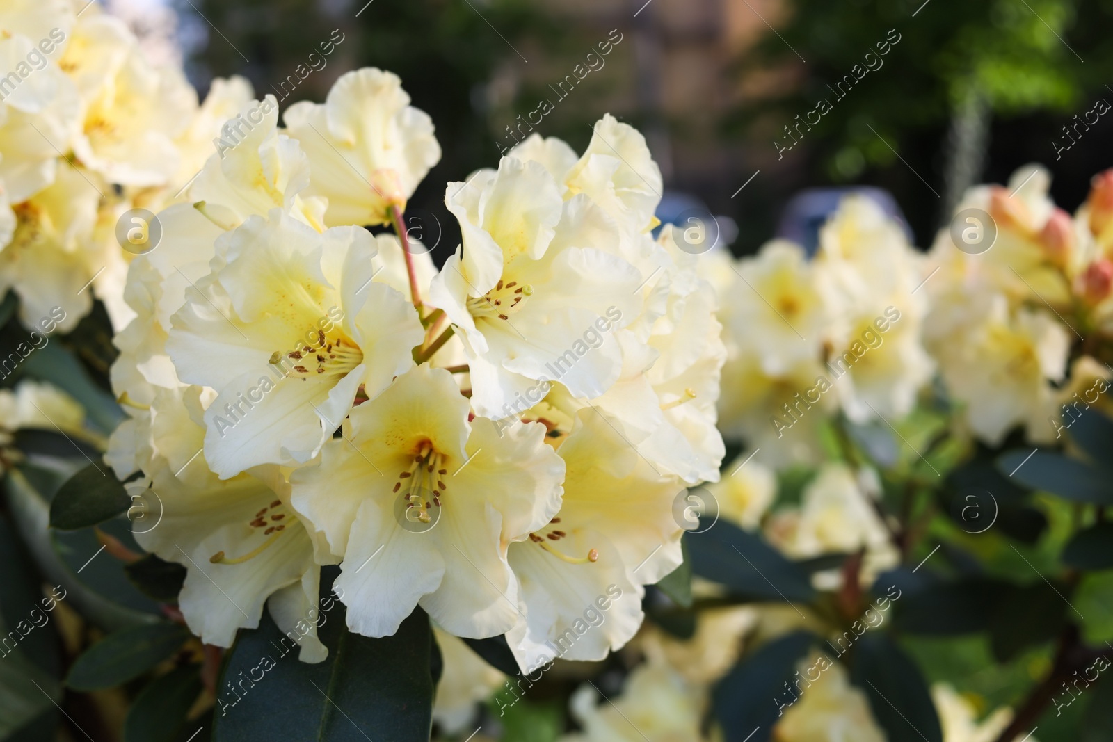 Rhododendron plant with beautiful white flowers outdoors, closeup view Photo of Rhododendron plant with beautiful white flowers outdoors, closeup view