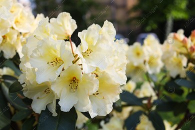 Rhododendron plant with beautiful white flowers outdoors, closeup view Photo of Rhododendron plant with beautiful white flowers outdoors, closeup view