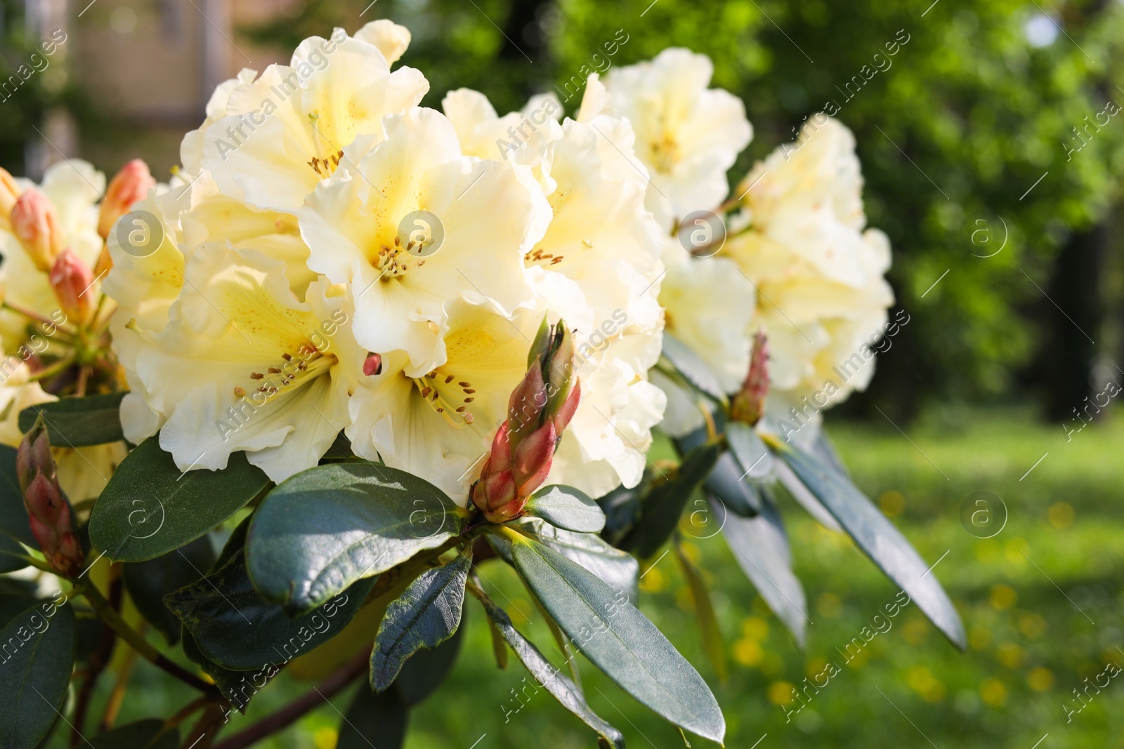 Rhododendron plant with beautiful white flowers in park, closeup view Photo of Rhododendron plant with beautiful white flowers in park, closeup view