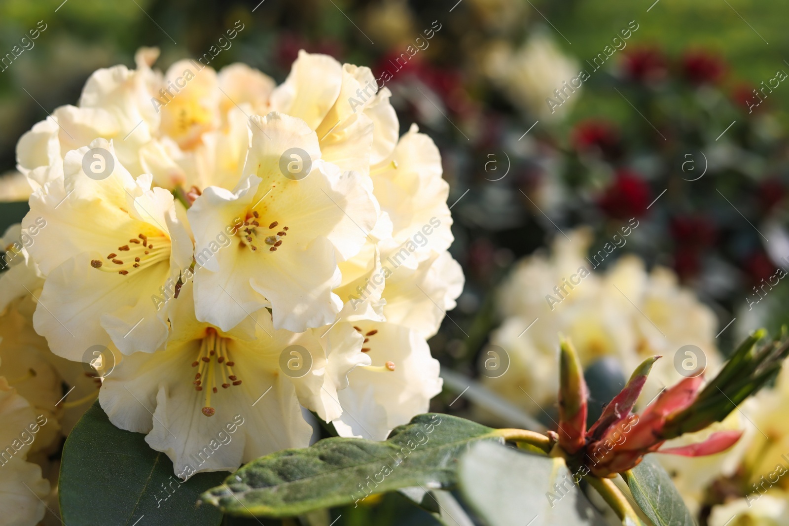 Rhododendron plant with beautiful white flowers outdoors, closeup view Photo of Rhododendron plant with beautiful white flowers outdoors, closeup view