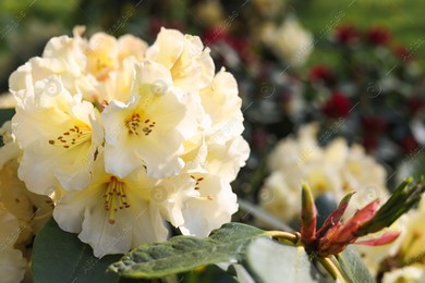 Rhododendron plant with beautiful white flowers outdoors, closeup view Photo of Rhododendron plant with beautiful white flowers outdoors, closeup view