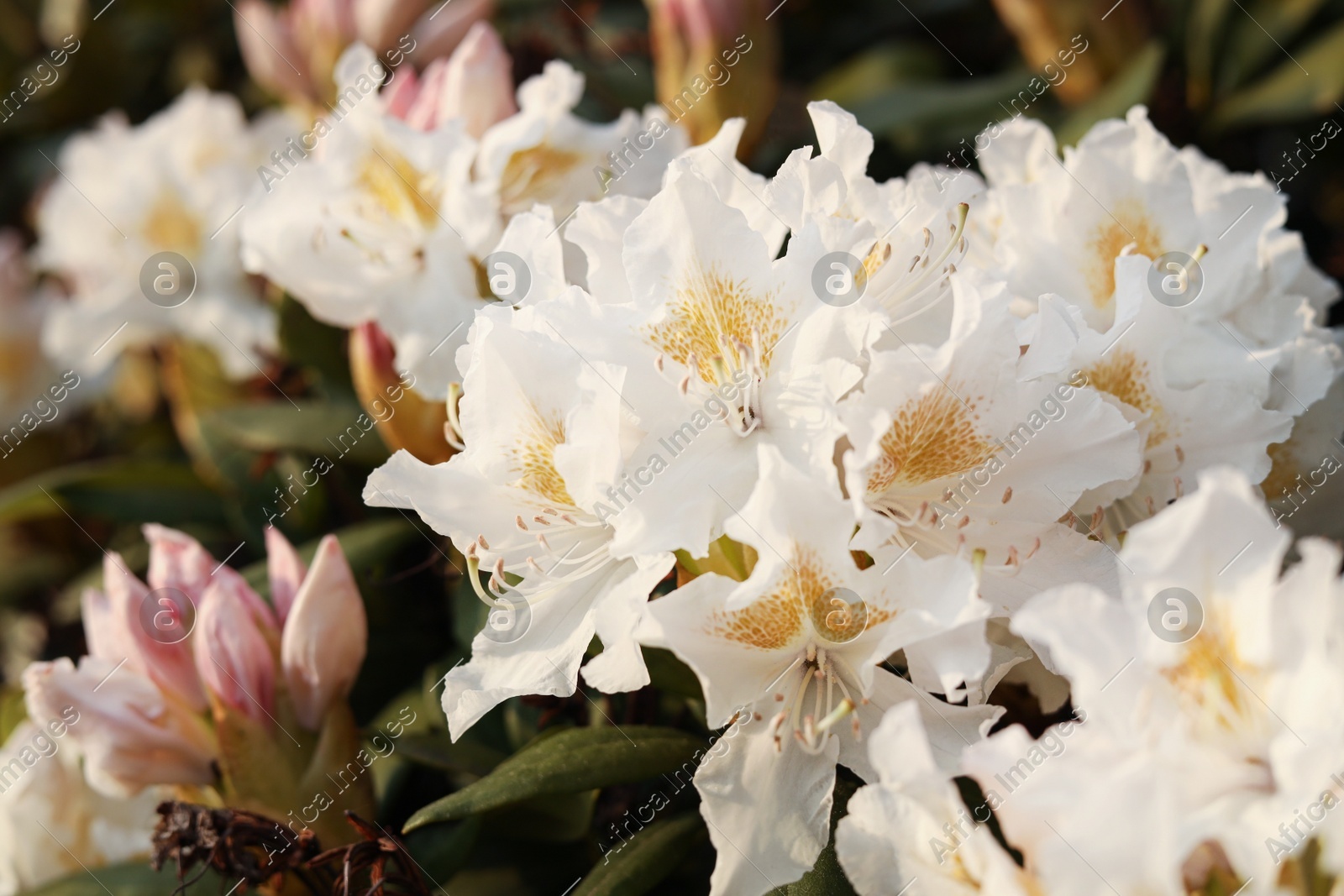 Closeup view of beautiful rhododendron flowers outdoors. Amazing spring blossom Photo of Closeup view of beautiful rhododendron flowers outdoors. Amazing spring blossom