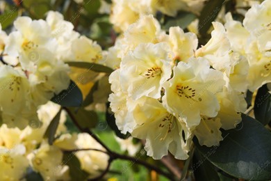 Rhododendron plant with beautiful white flowers outdoors, closeup view Photo of Rhododendron plant with beautiful white flowers outdoors, closeup view