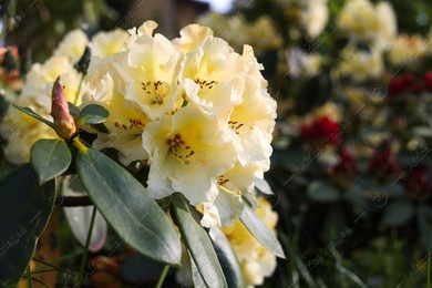 Rhododendron plant with beautiful white flowers outdoors, closeup view Photo of Rhododendron plant with beautiful white flowers outdoors, closeup view
