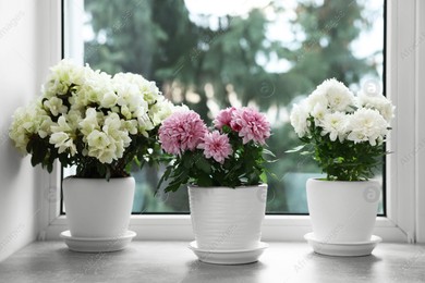 Beautiful chrysanthemum and azalea flowers in pots on windowsill indoors Photo of Beautiful chrysanthemum and azalea flowers in pots on windowsill indoors