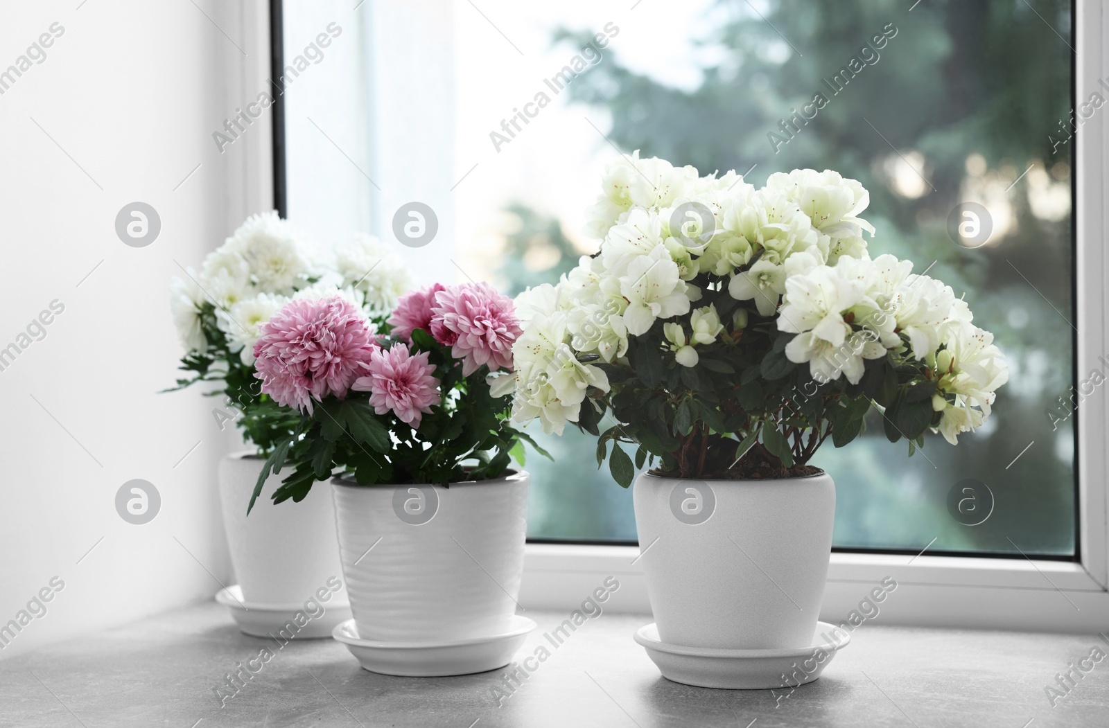 Beautiful chrysanthemum and azalea flowers in pots on windowsill indoors Photo of Beautiful chrysanthemum and azalea flowers in pots on windowsill indoors