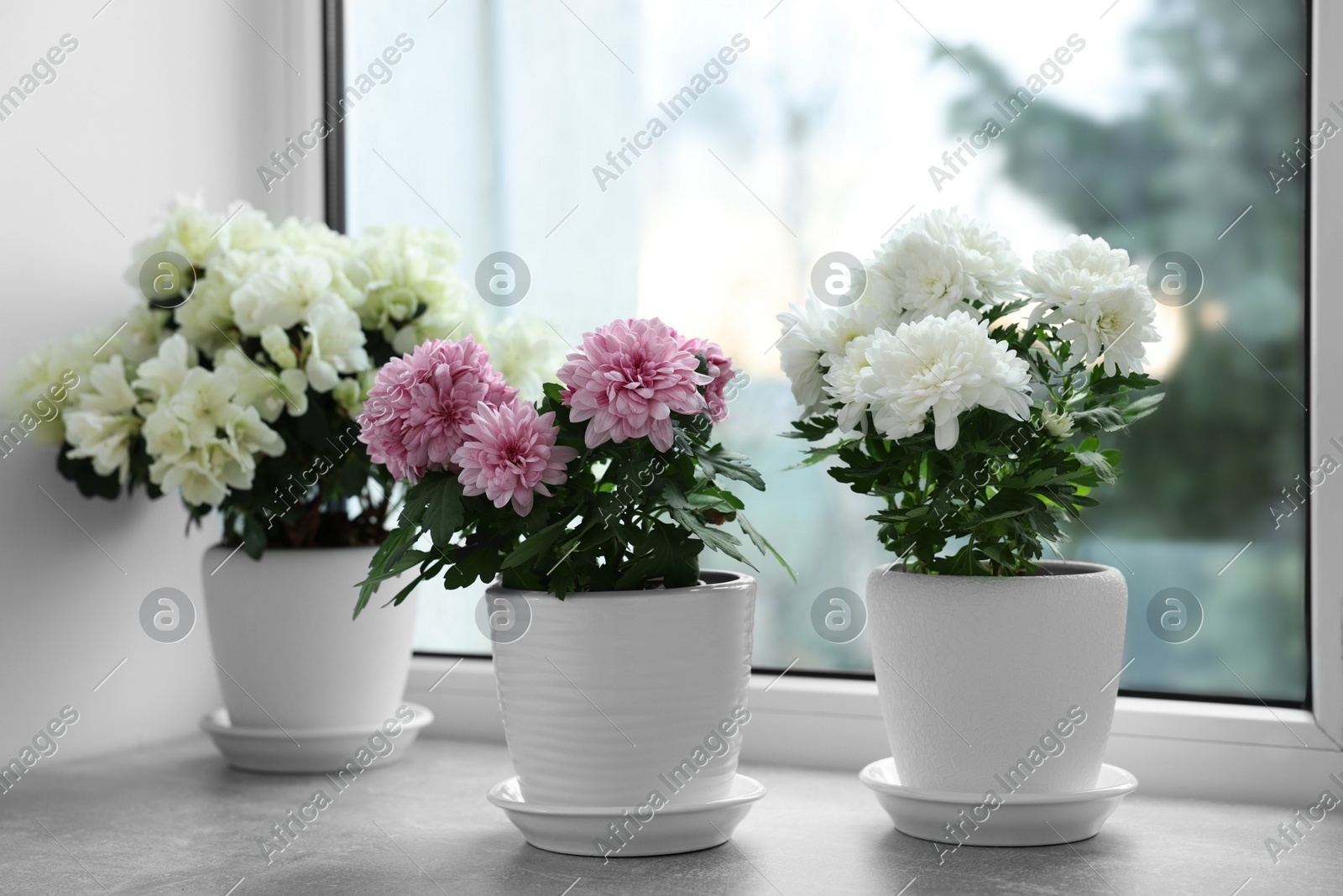 Beautiful chrysanthemum and azalea flowers in pots on windowsill indoors Photo of Beautiful chrysanthemum and azalea flowers in pots on windowsill indoors